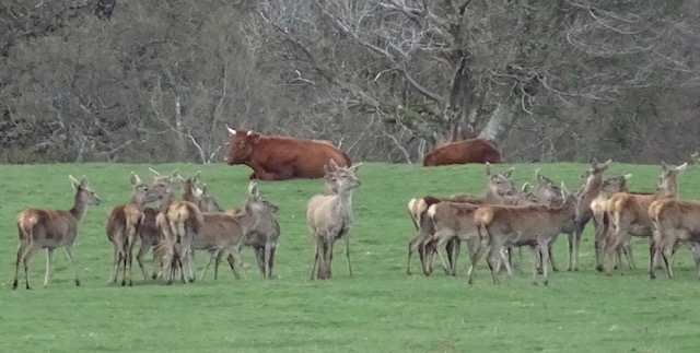 Red deer on Exmoor